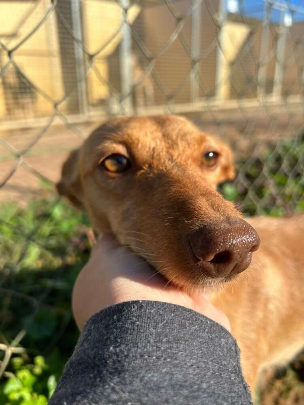 Geka Tierschutzverein ARCA e.V.