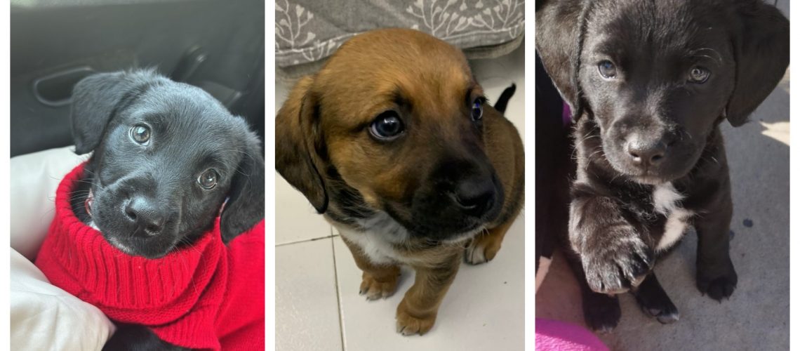 output_1737307457490